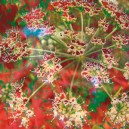 Fleursolrouge
