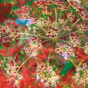 fleursolrouge 60x60cm