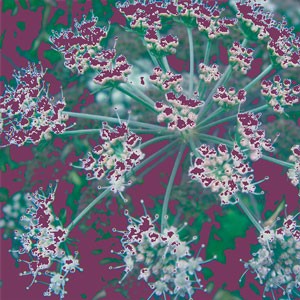 fleursolviolet 30x30cm