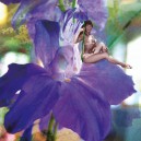 bettymauve